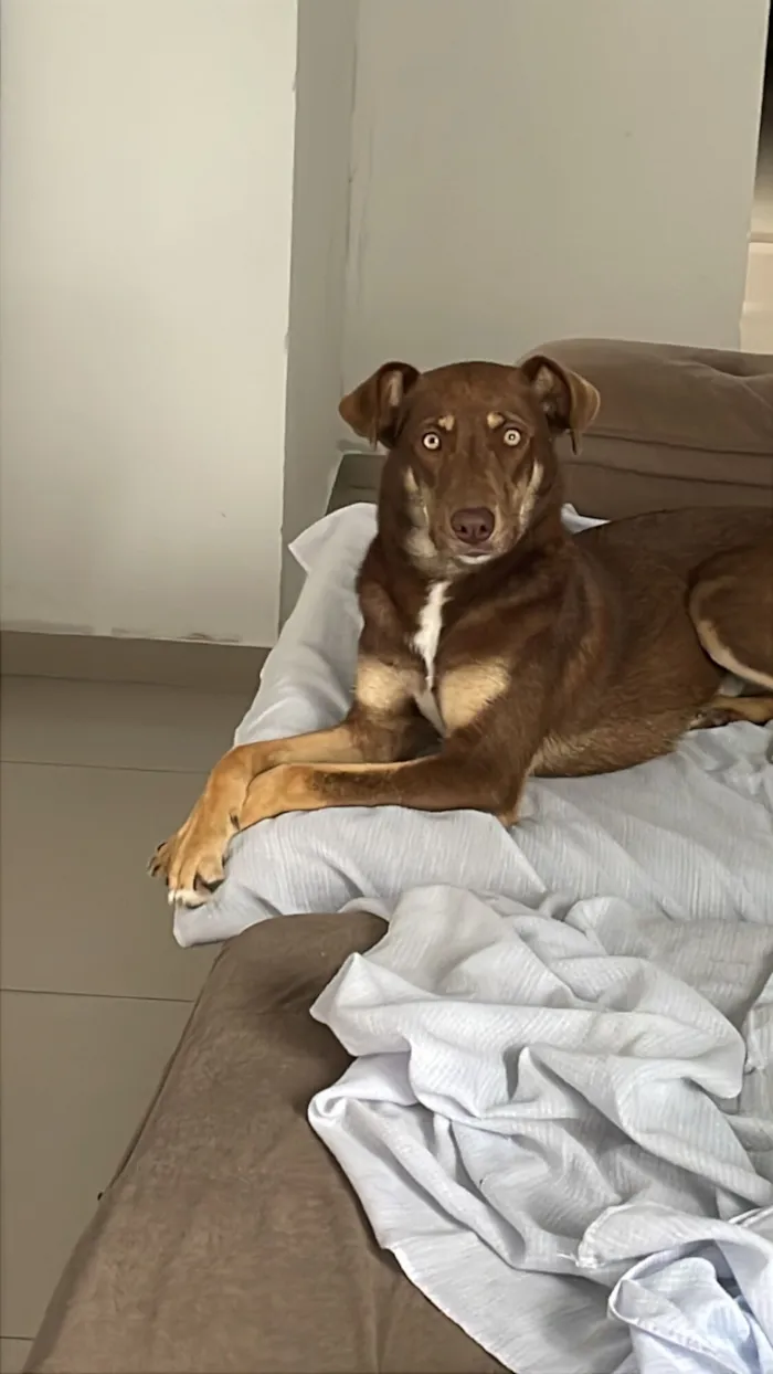 Cachorro raça Basset-Cofap idade 2 a 6 meses nome choco
