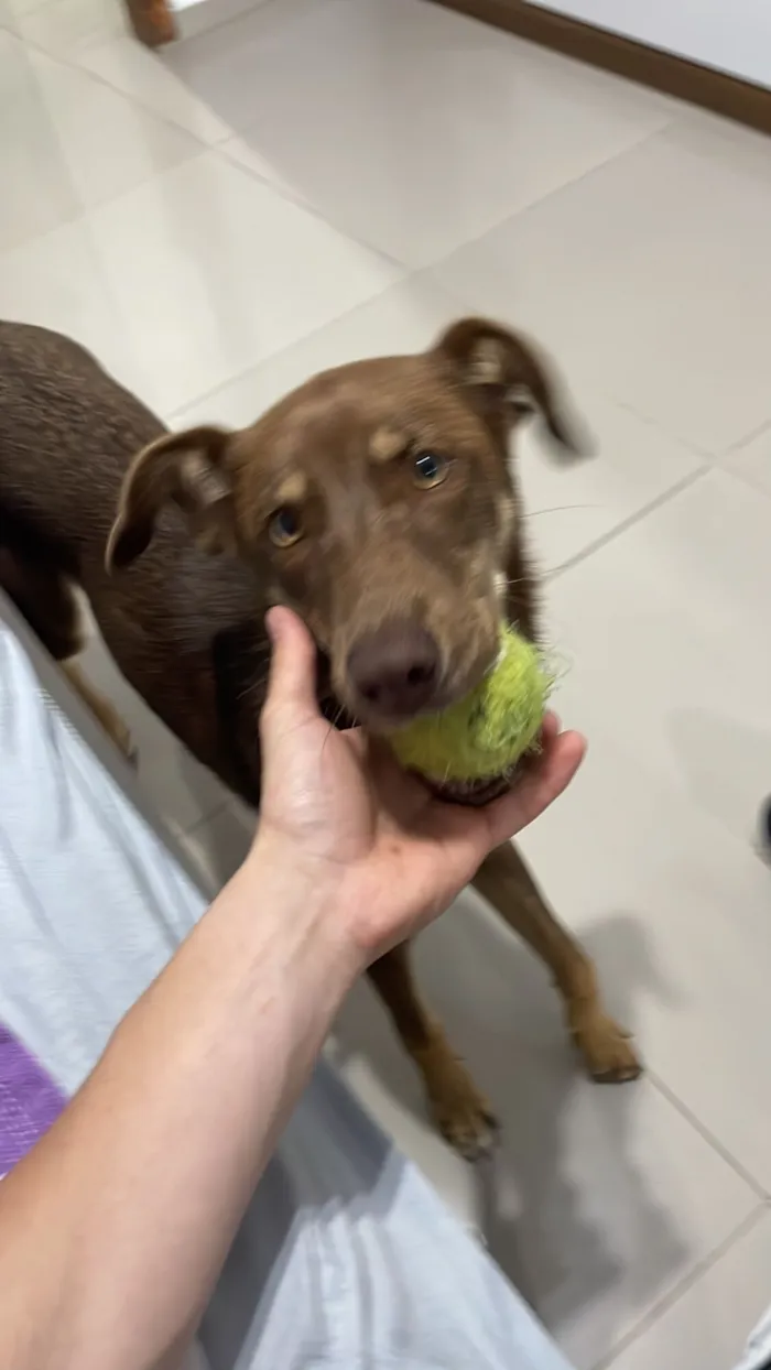 Cachorro raça Basset-Cofap idade 2 a 6 meses nome choco