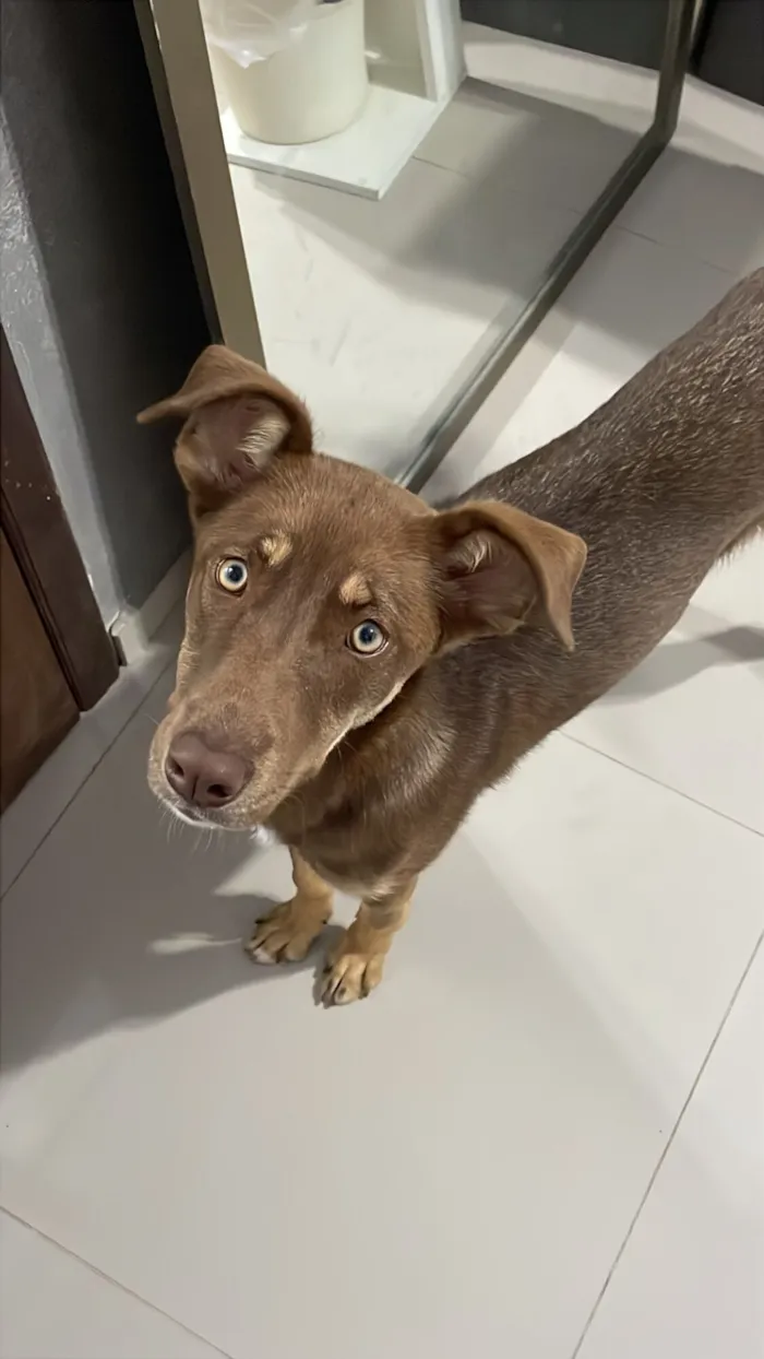 Cachorro raça Basset-Cofap idade 2 a 6 meses nome choco