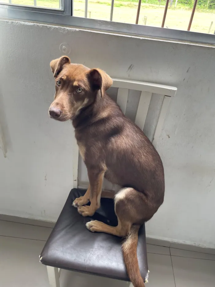 Cachorro raça Basset-Cofap idade 2 a 6 meses nome choco