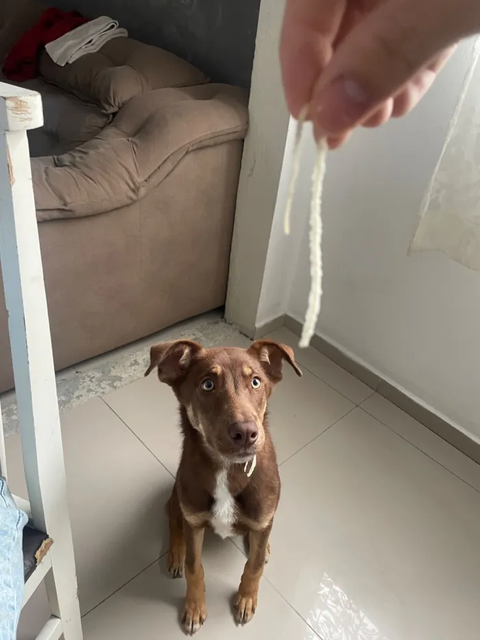 Cachorro raça Basset-Cofap idade 2 a 6 meses nome choco