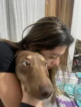 Cachorro raça Basset-Cofap idade 2 a 6 meses nome choco