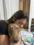 Cachorro raça Basset-Cofap idade 2 a 6 meses nome choco