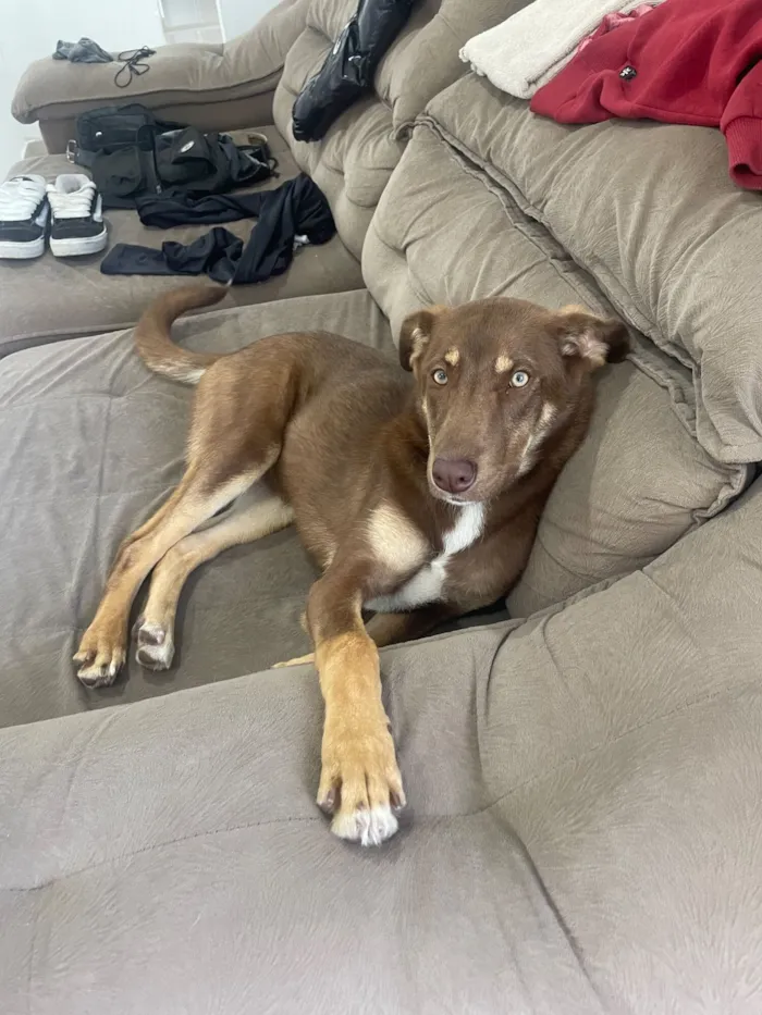 Cachorro raça Basset-Cofap idade 2 a 6 meses nome choco