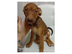 Cachorro raça SRD-ViraLata idade 2 a 6 meses nome Coragem