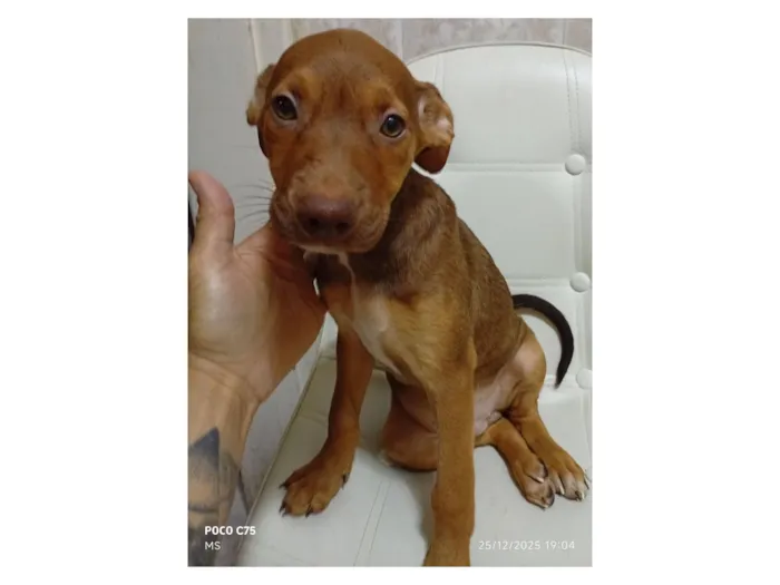 Cachorro raça SRD-ViraLata idade 2 a 6 meses nome Coragem