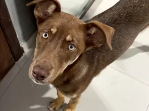 Cachorro raça Basset-Cofap idade 2 a 6 meses nome choco