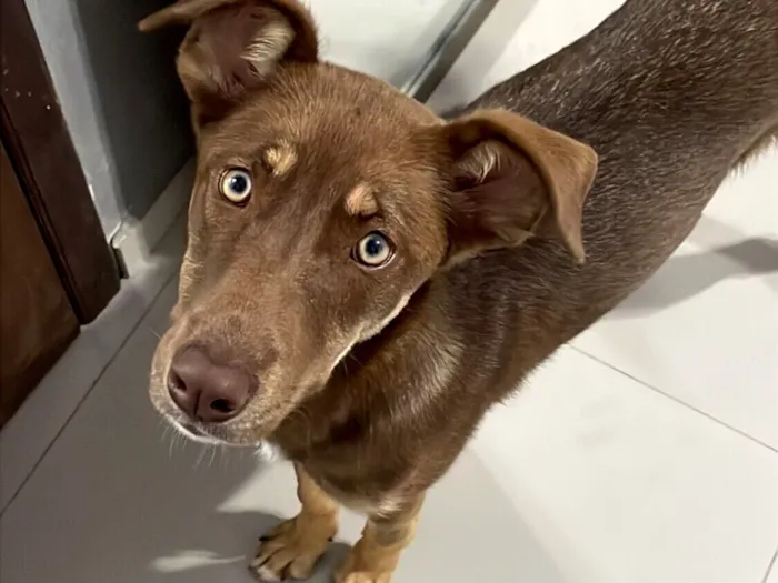 Cachorro raça Basset-Cofap idade 2 a 6 meses nome choco