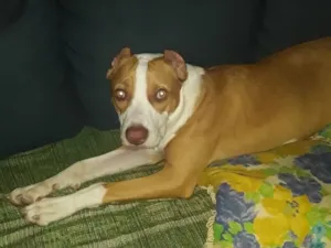 Cachorro raça Pit-Bull idade 5 anos nome Barão 
