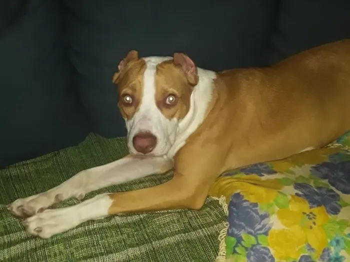Cachorro raça Pit-Bull idade 5 anos nome Barão 