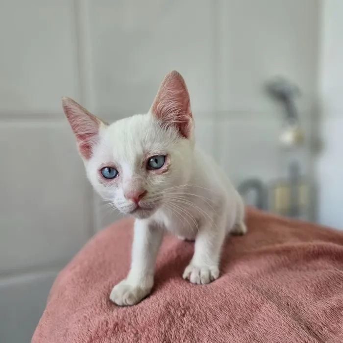 Gato raça SRD-ViraLata idade 7 a 11 meses nome Olaf