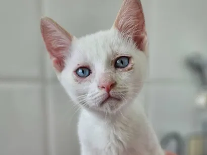 Gato raça SRD-ViraLata idade 7 a 11 meses nome Olaf