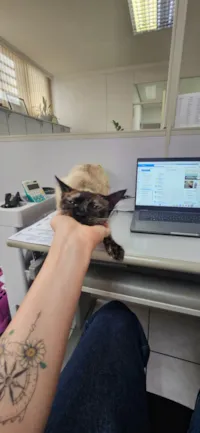 Gato raça SRD-ViraLata idade 7 a 11 meses nome MAMA