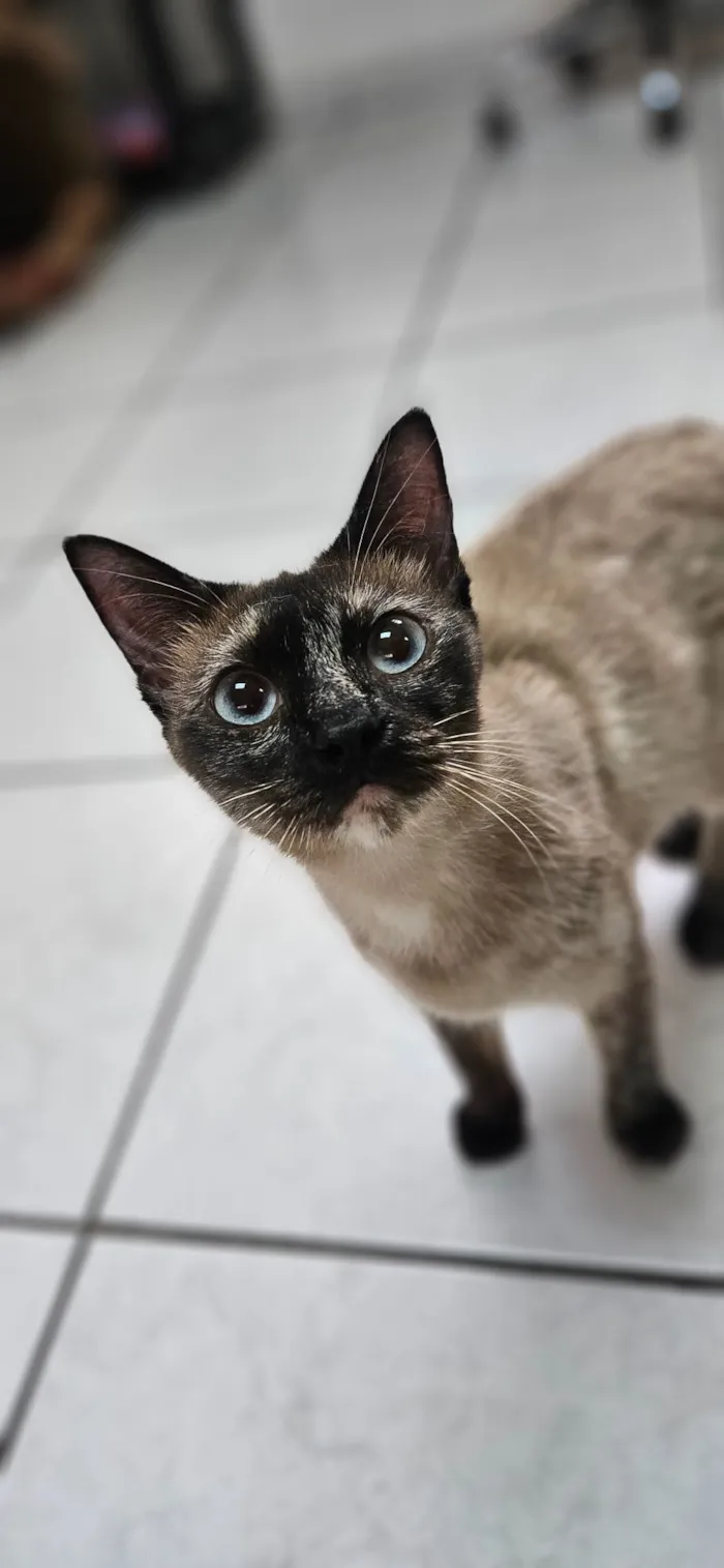 Gato raça SRD-ViraLata idade 7 a 11 meses nome MAMA