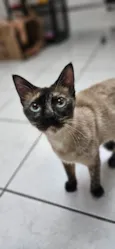 Gato raça SRD-ViraLata idade 7 a 11 meses nome MAMA
