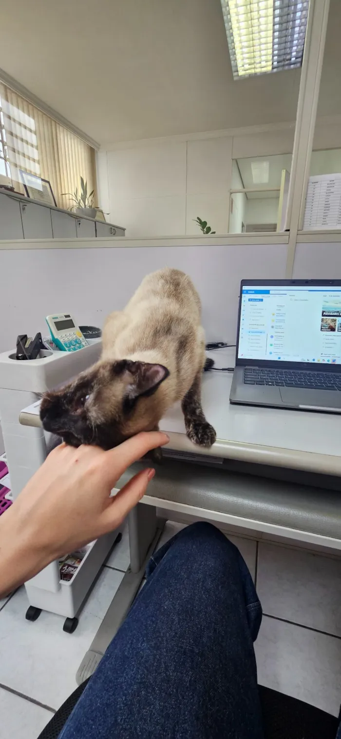 Gato raça SRD-ViraLata idade 7 a 11 meses nome MAMA