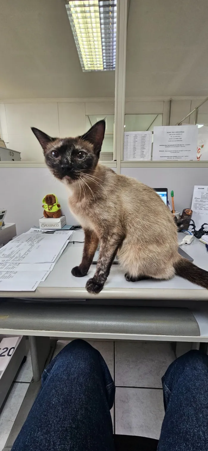 Gato raça SRD-ViraLata idade 7 a 11 meses nome MAMA