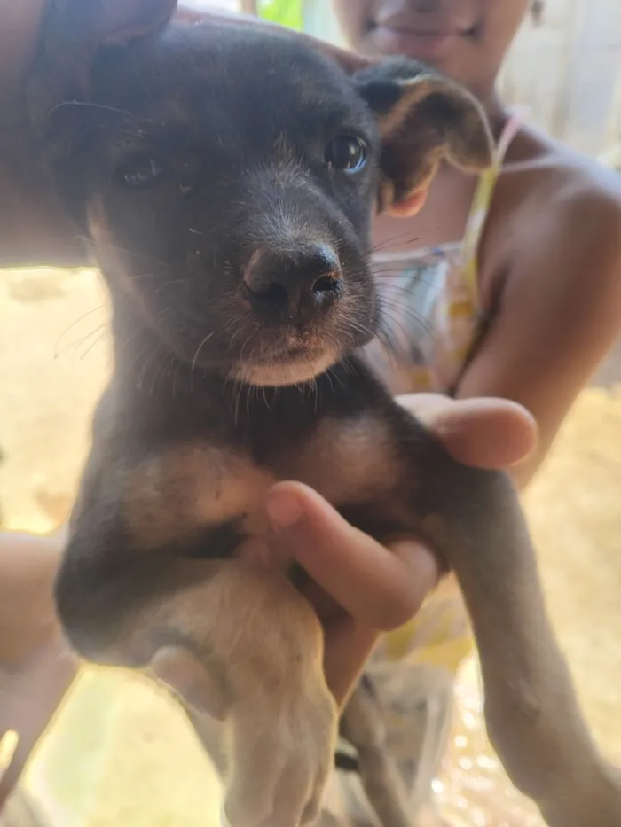 Cachorro raça SRD-ViraLata idade 2 a 6 meses nome Tainara 