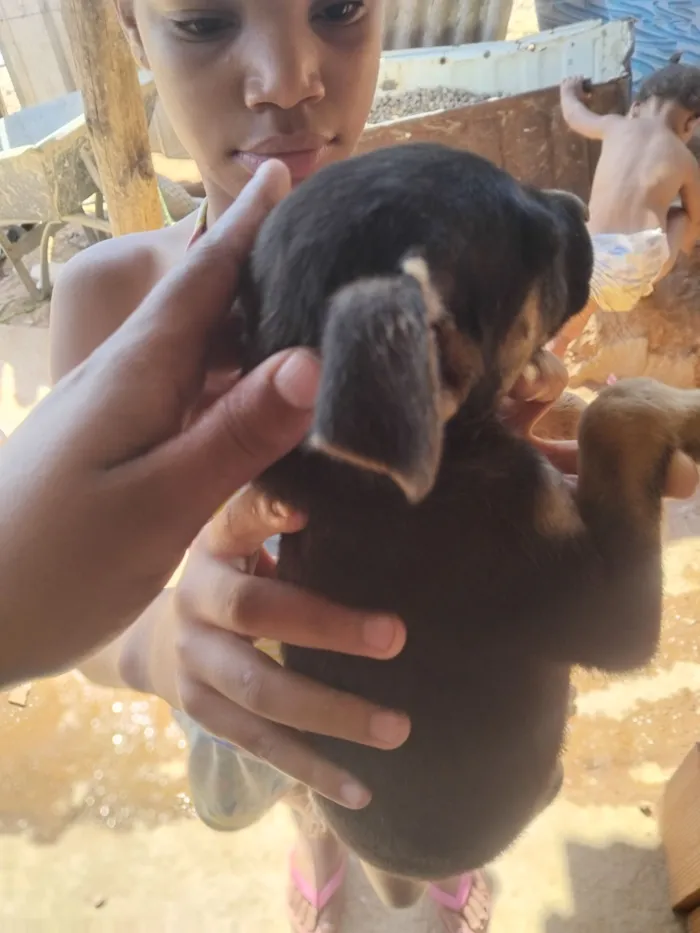 Cachorro raça SRD-ViraLata idade Abaixo de 2 meses nome Tainara 