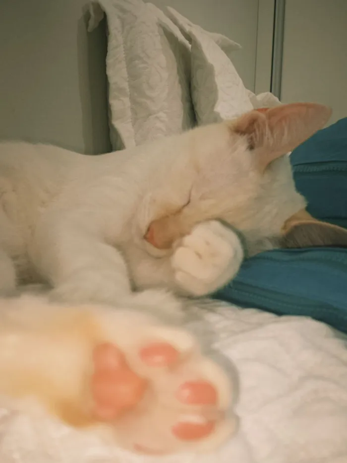 Gato raça SRD-ViraLata idade 7 a 11 meses nome Jay jay