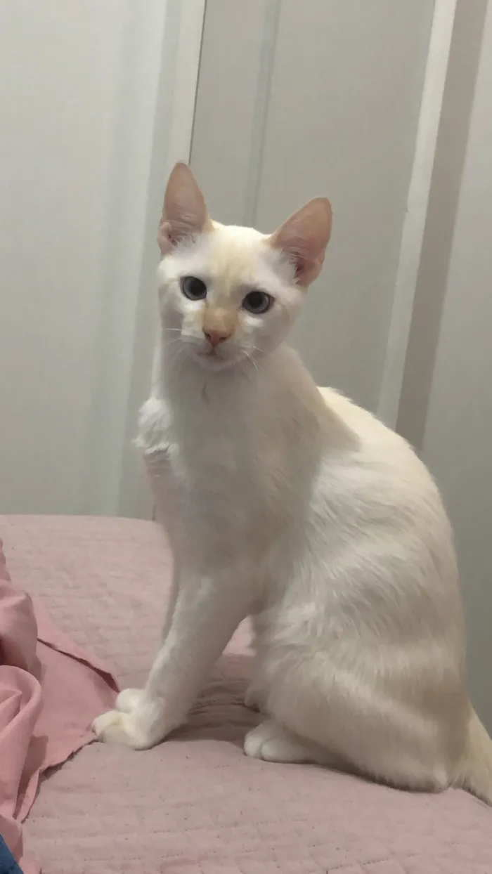 Gato raça SRD-ViraLata idade 7 a 11 meses nome Jay jay