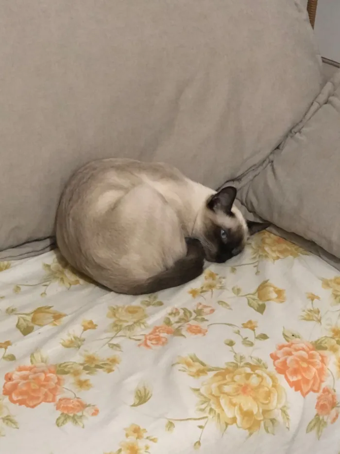 Gato raça SRD-ViraLata idade 7 a 11 meses nome Jade