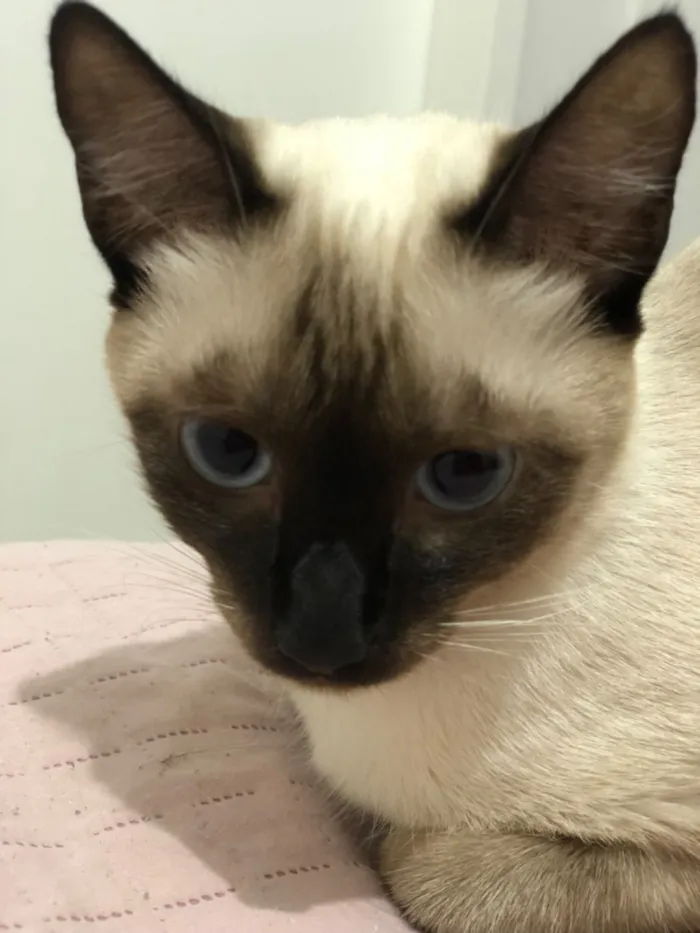 Gato raça SRD-ViraLata idade 7 a 11 meses nome Jade