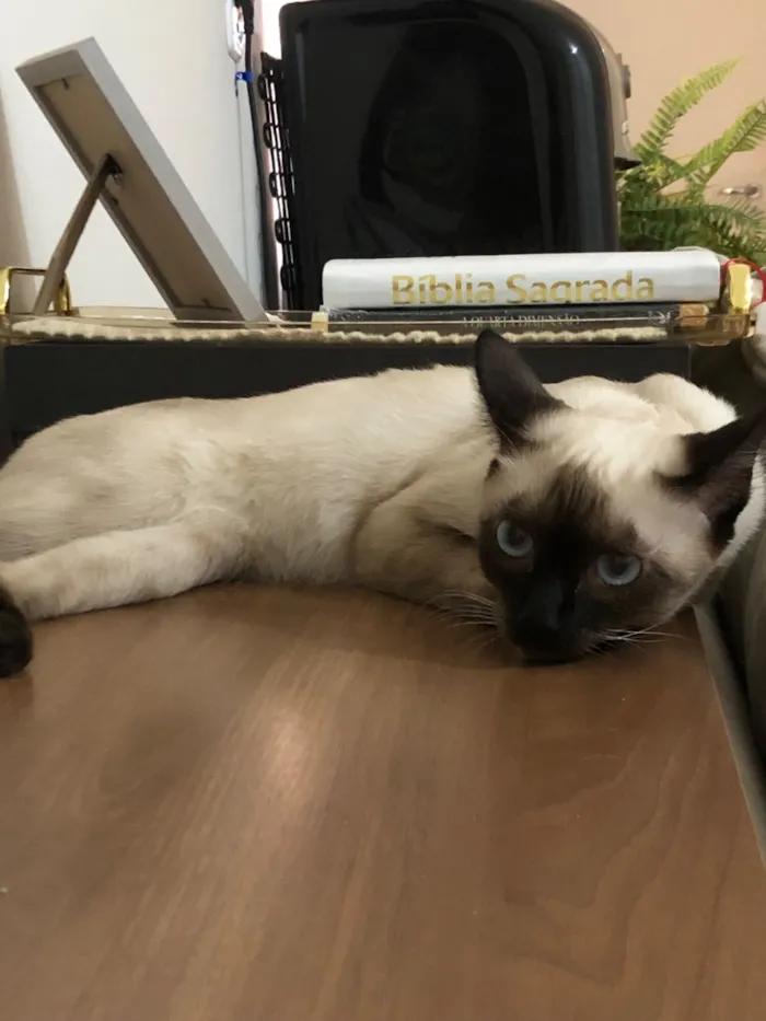 Gato raça SRD-ViraLata idade 7 a 11 meses nome Jade