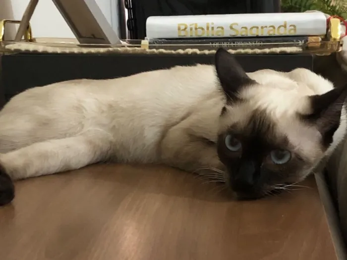 Gato raça SRD-ViraLata idade 7 a 11 meses nome Jade