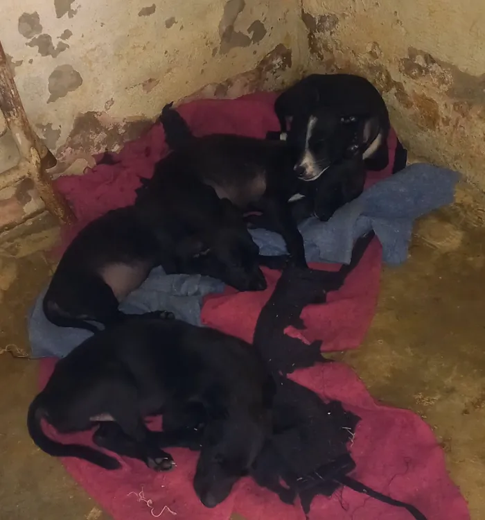 Cachorro raça SRD-ViraLata idade Abaixo de 2 meses nome Nenenha malhando  negro pabrim 