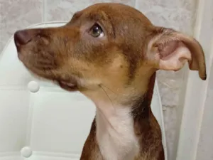Cachorro raça SRD-ViraLata idade Abaixo de 2 meses nome Bibi
