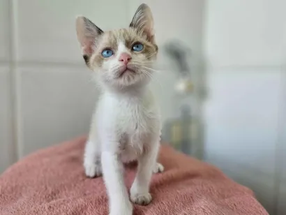 Gato raça SRD-ViraLata idade 7 a 11 meses nome BEL