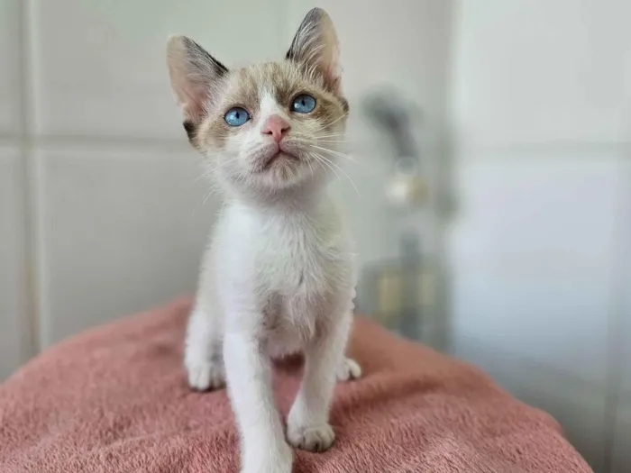 Gato raça SRD-ViraLata idade 7 a 11 meses nome BEL