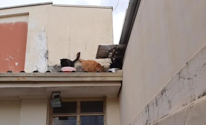 Gato raça SRD-ViraLata idade 6 ou mais anos nome joão