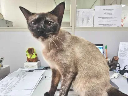 Gato raça SRD-ViraLata idade 7 a 11 meses nome MAMA