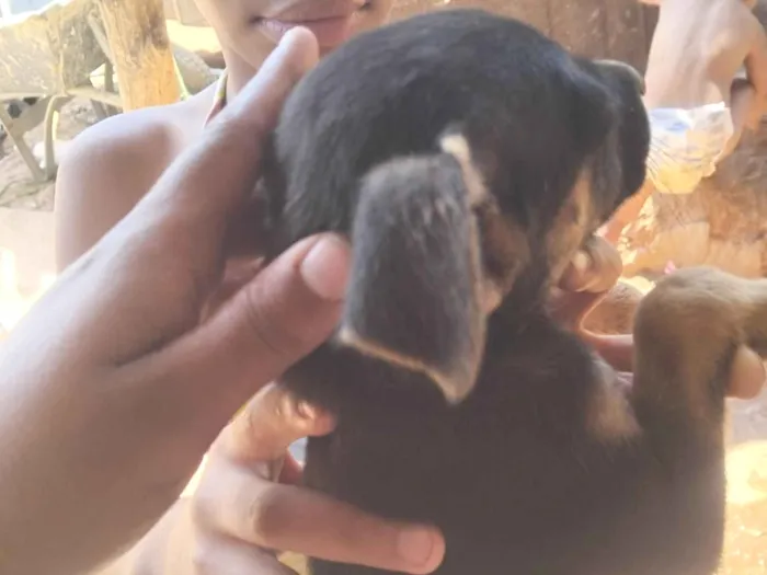 Cachorro raça SRD-ViraLata idade 2 a 6 meses nome Tainara 