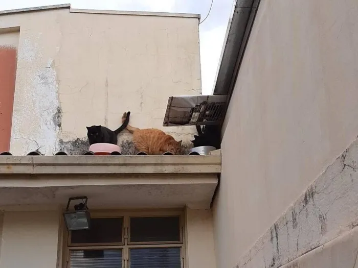 Gato raça SRD-ViraLata idade 6 ou mais anos nome joão