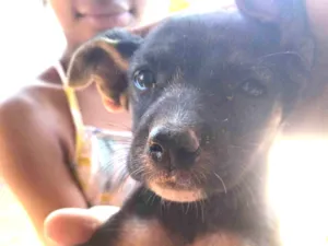 Cachorro raça SRD-ViraLata idade Abaixo de 2 meses nome Tainara 