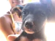 Cachorro raça SRD-ViraLata idade Abaixo de 2 meses nome Tainara 