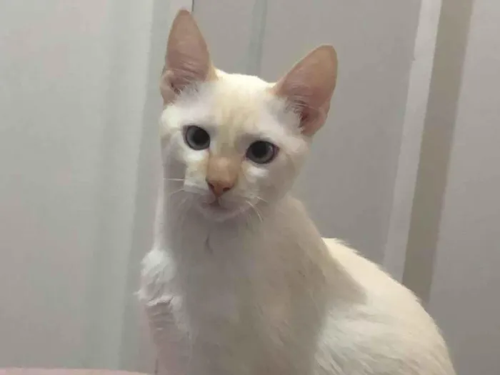 Gato raça SRD-ViraLata idade 7 a 11 meses nome Jay jay