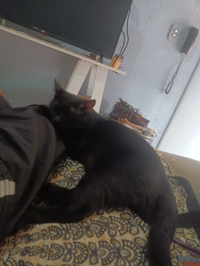 Gato raça SRD-ViraLata idade 2 anos nome Salem