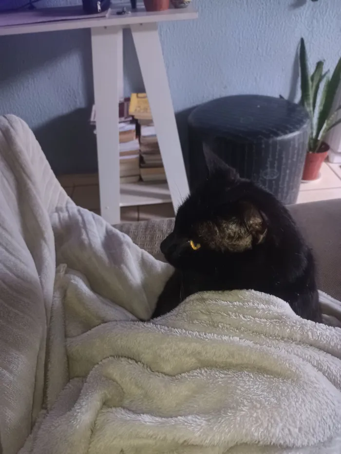 Gato raça SRD-ViraLata idade 2 anos nome Salem