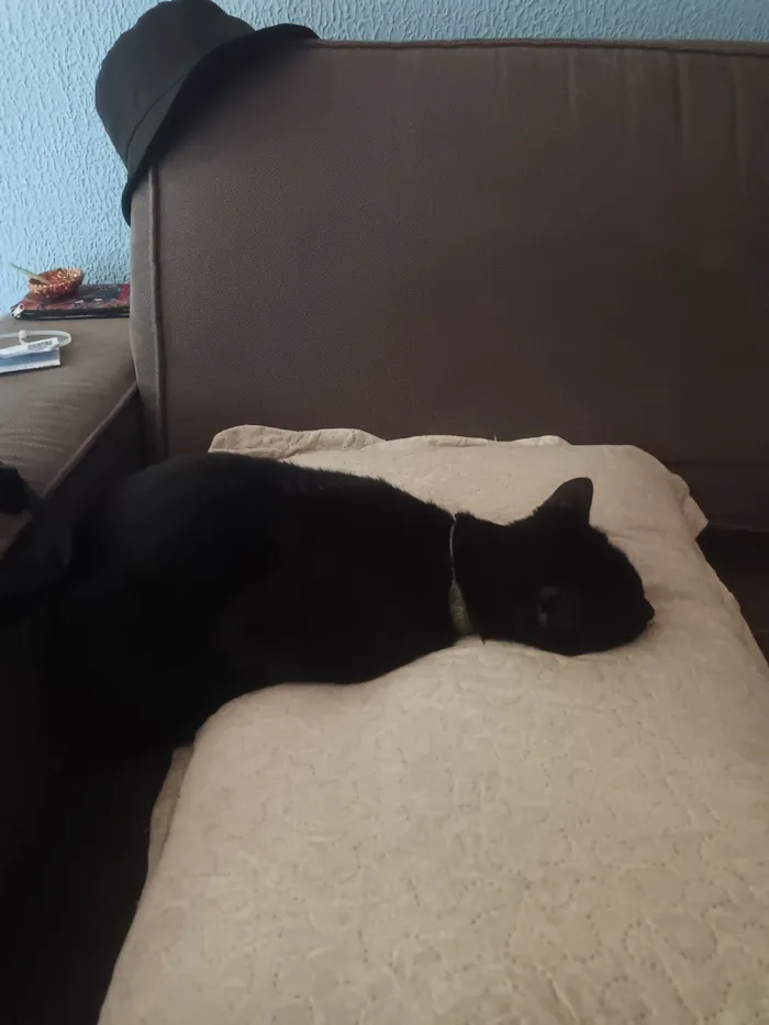 Gato raça SRD-ViraLata idade 2 anos nome Salem