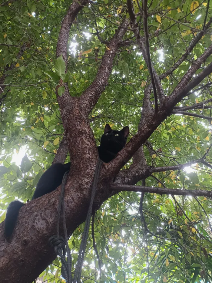 Gato raça SRD-ViraLata idade 2 anos nome Salem