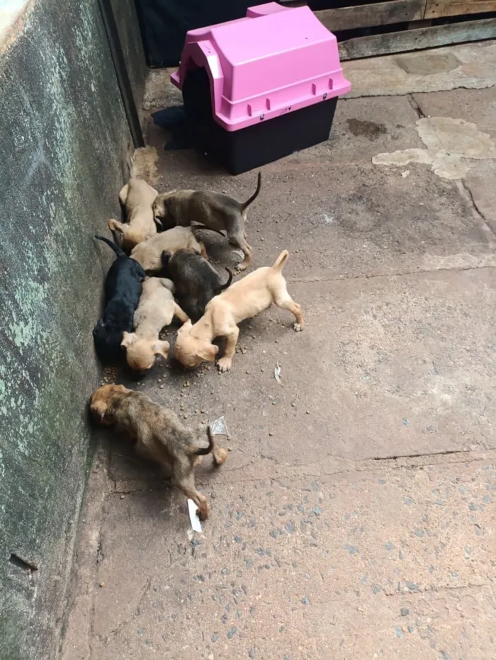 Cachorro raça SRD-ViraLata idade 2 a 6 meses nome Leões 
