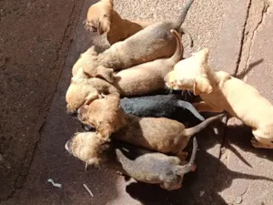 Cachorro raça SRD-ViraLata idade 2 a 6 meses nome Leões 