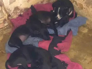 Nenenha malhando  negro pabrim 