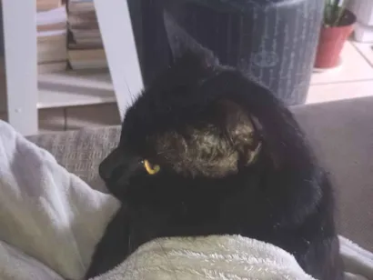 Gato raça SRD-ViraLata idade 2 anos nome Salem