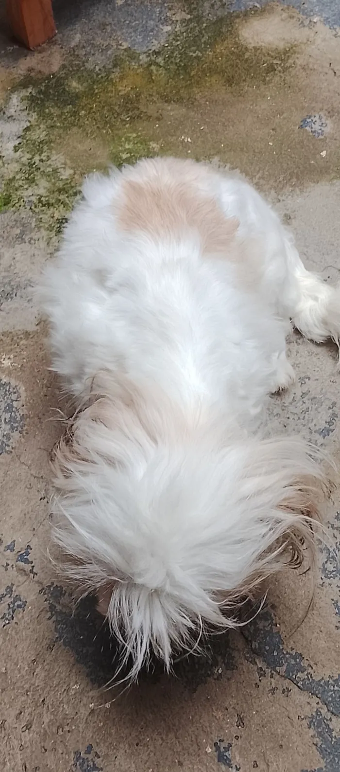 Cachorro raça Yorkshire idade 7 a 11 meses nome Sky