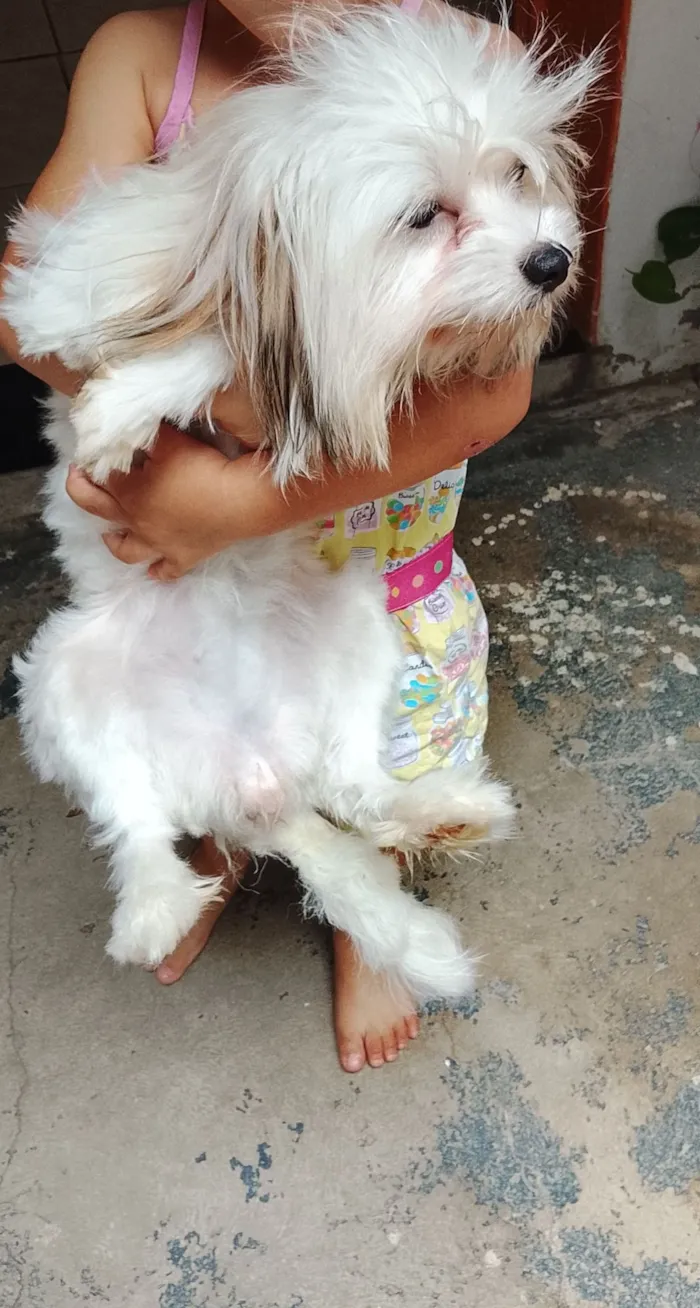 Cachorro raça Yorkshire idade 7 a 11 meses nome Sky